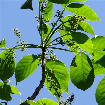 Bischofia javanica